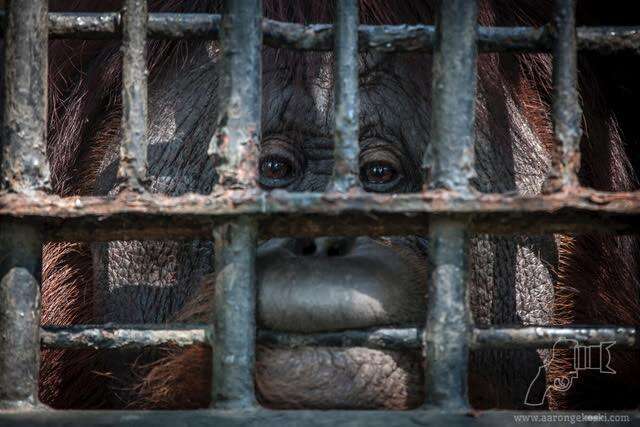 Orangutan chewing on cage bars