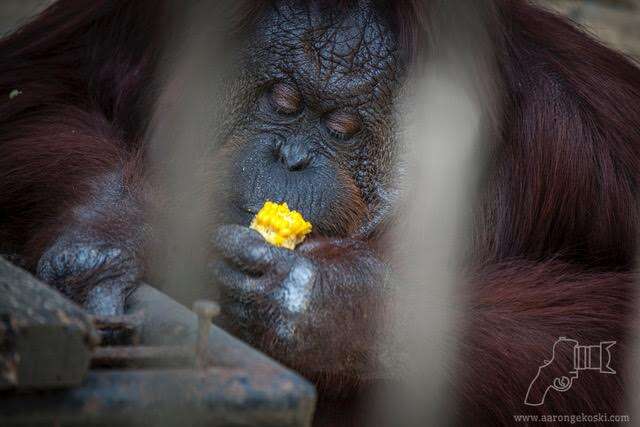 Obese orangutan eating sweet corn