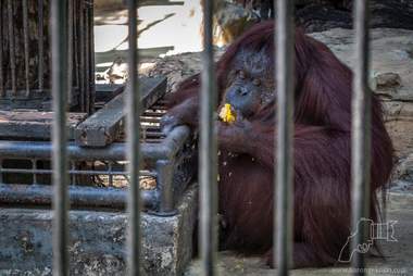 Obese orangutan eating sweet corn