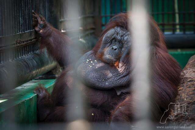 Obese orangutan inside zoo cage