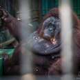 Obese orangutan in Thailand zoo