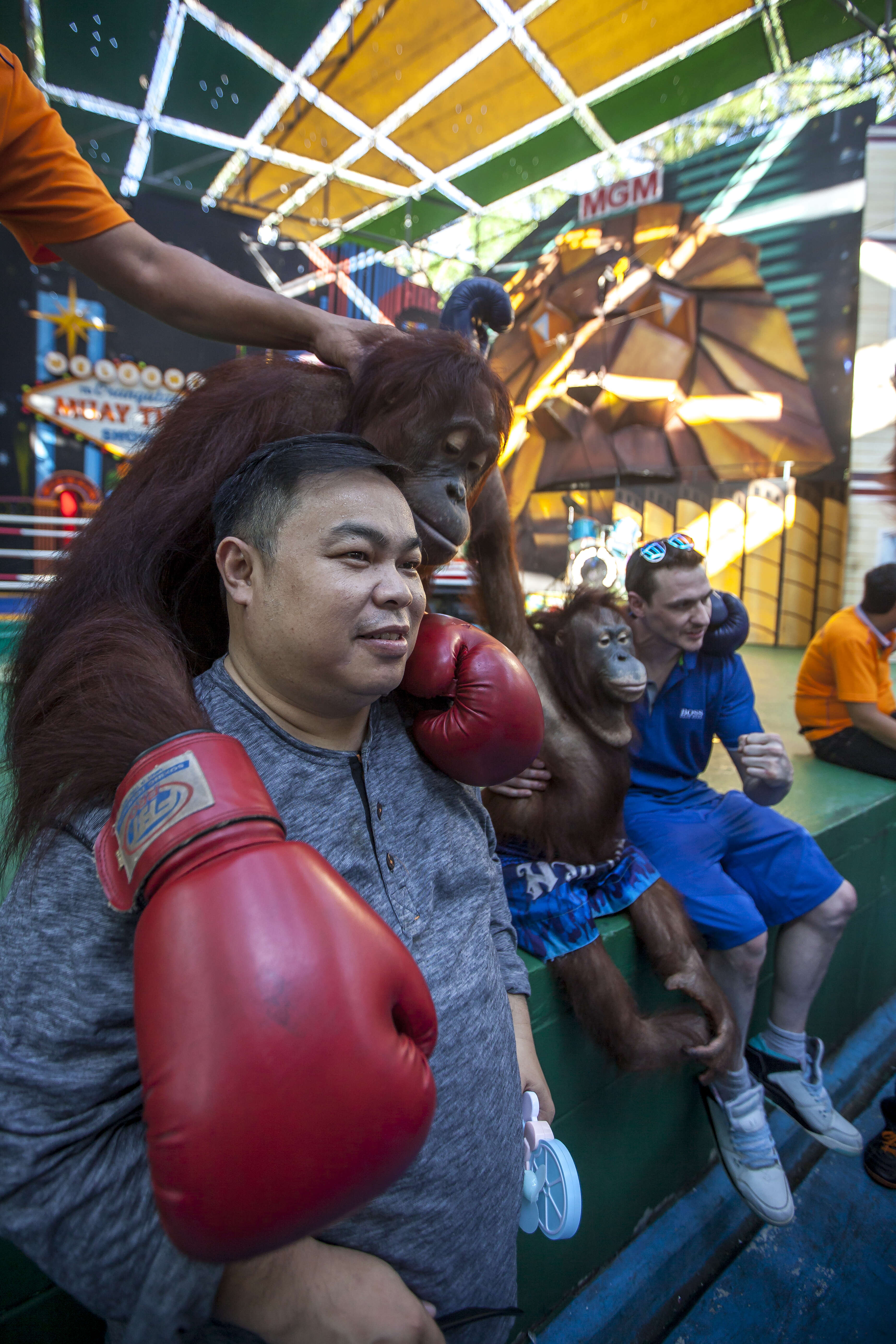 Orangutans boxing at zoo in Thailand