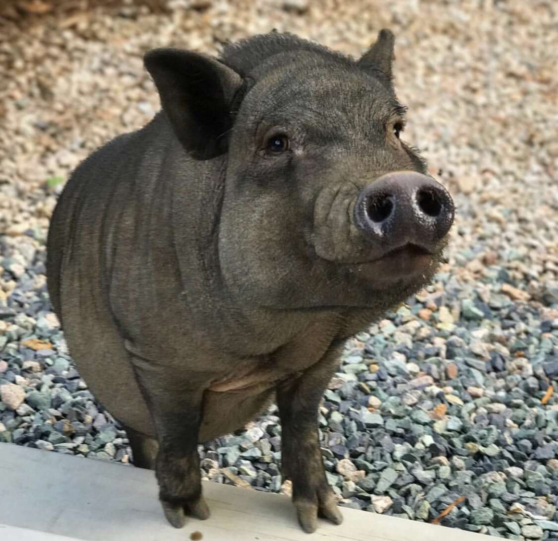 rescue pigs abandoned when they got too big