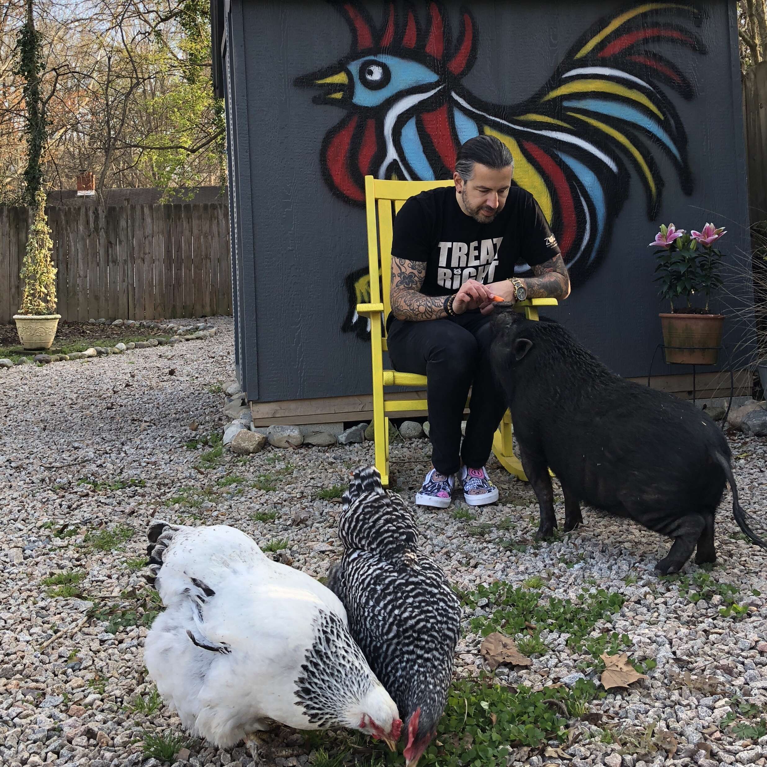 rescue pigs abandoned because they got too big