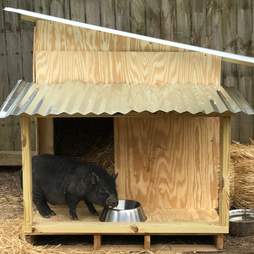 rescue pigs abandoned when they got too big