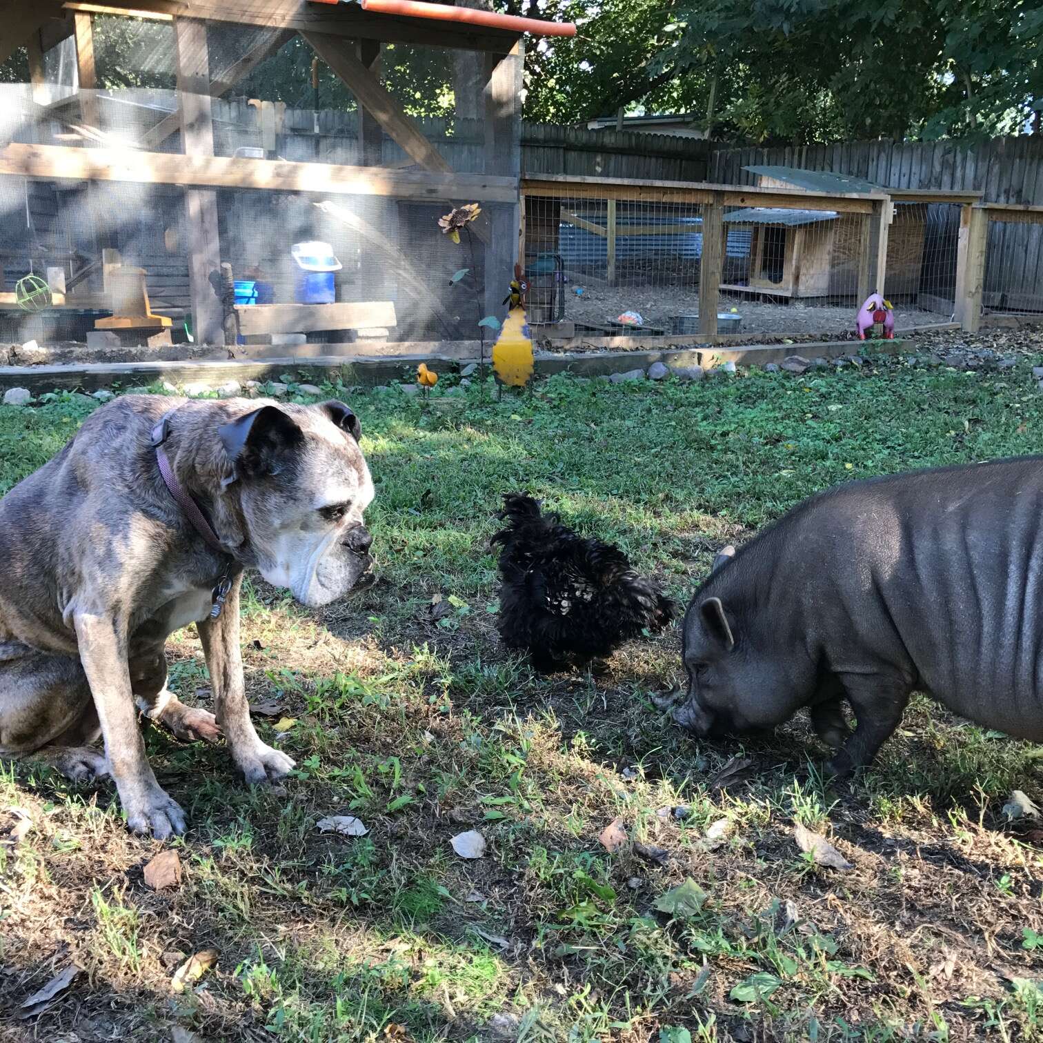 rescue pigs abandoned because they got too big