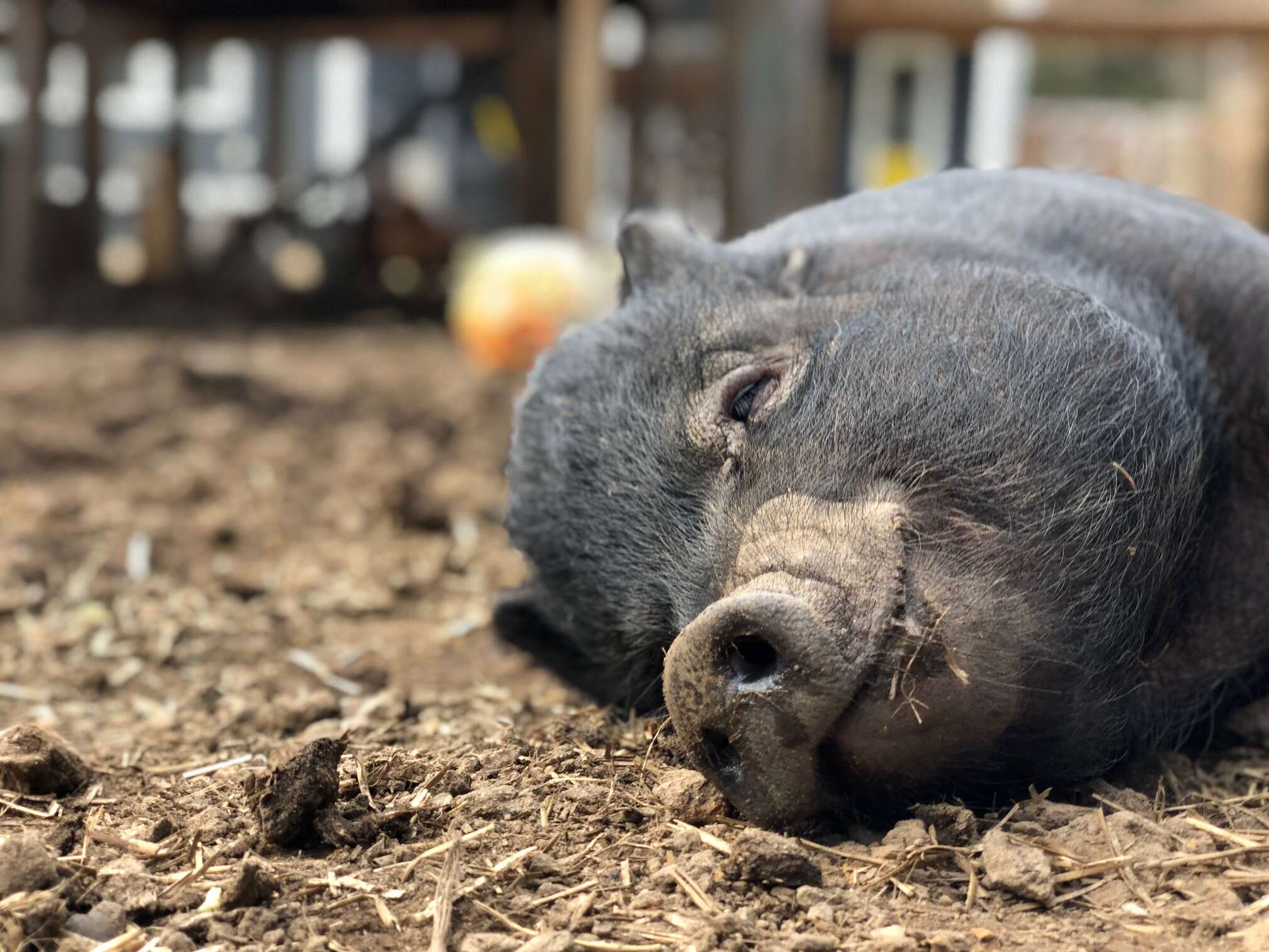 rescue pigs abandoned after they got too big