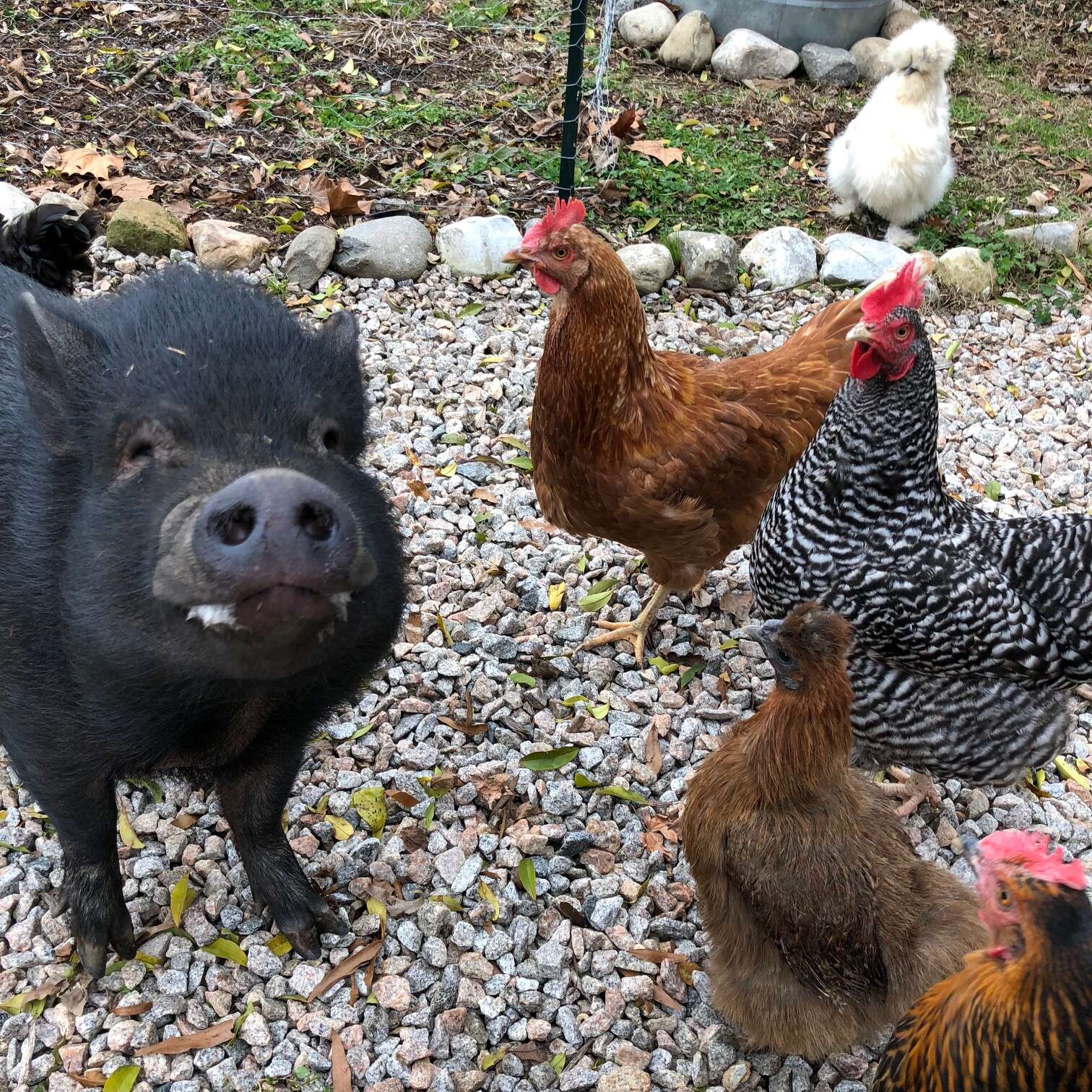 rescue pigs abandoned because they got too big 