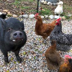 rescue pigs abandoned because they got too big