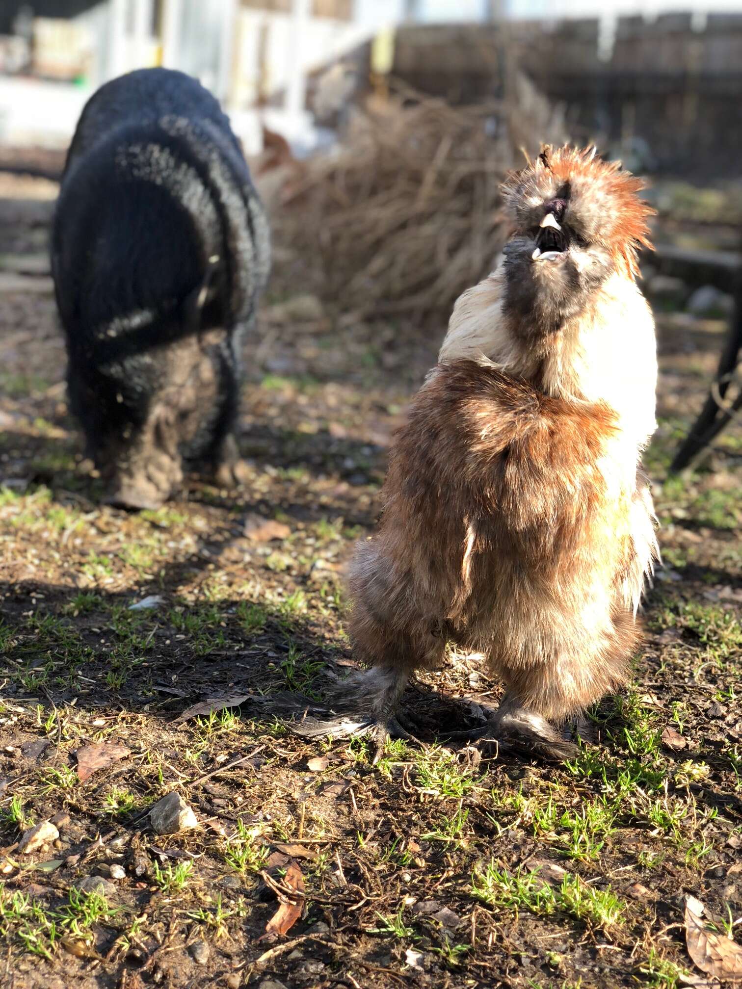 rescue pigs abandoned because they got too big