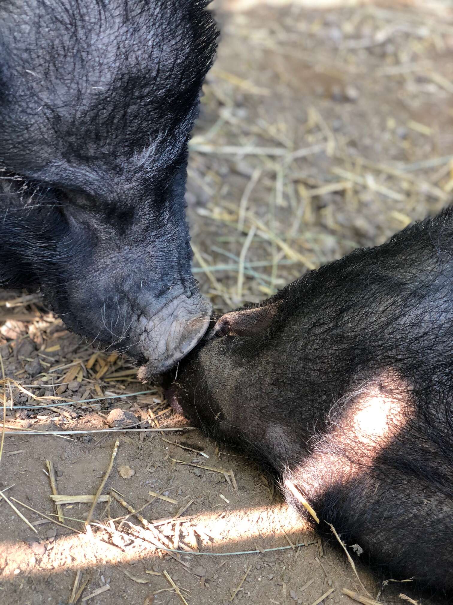 rescue pigs abandoned because they got too big 