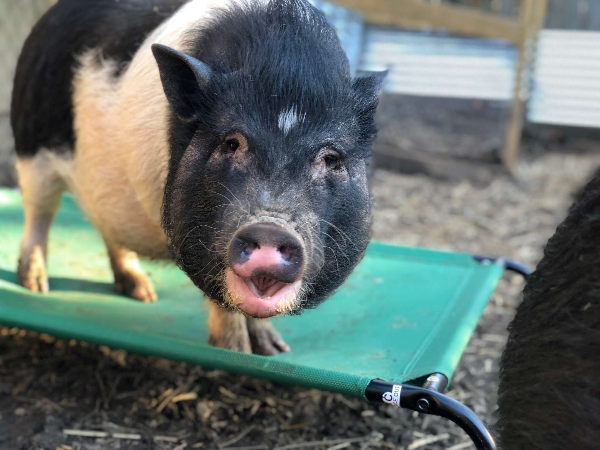rescue pigs abandoned because they got too big