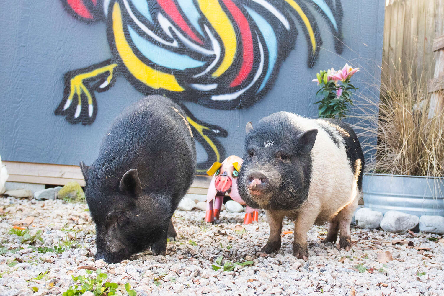 rescue pigs abandoned cause they got too big