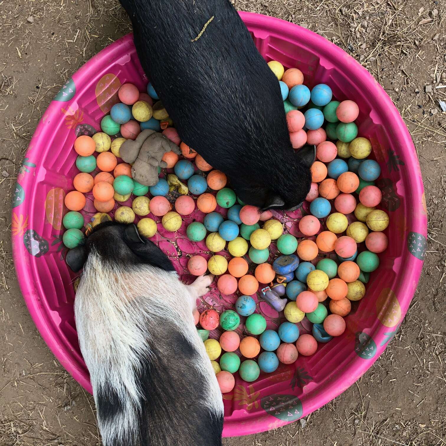 rescue pigs abandoned because they got too big