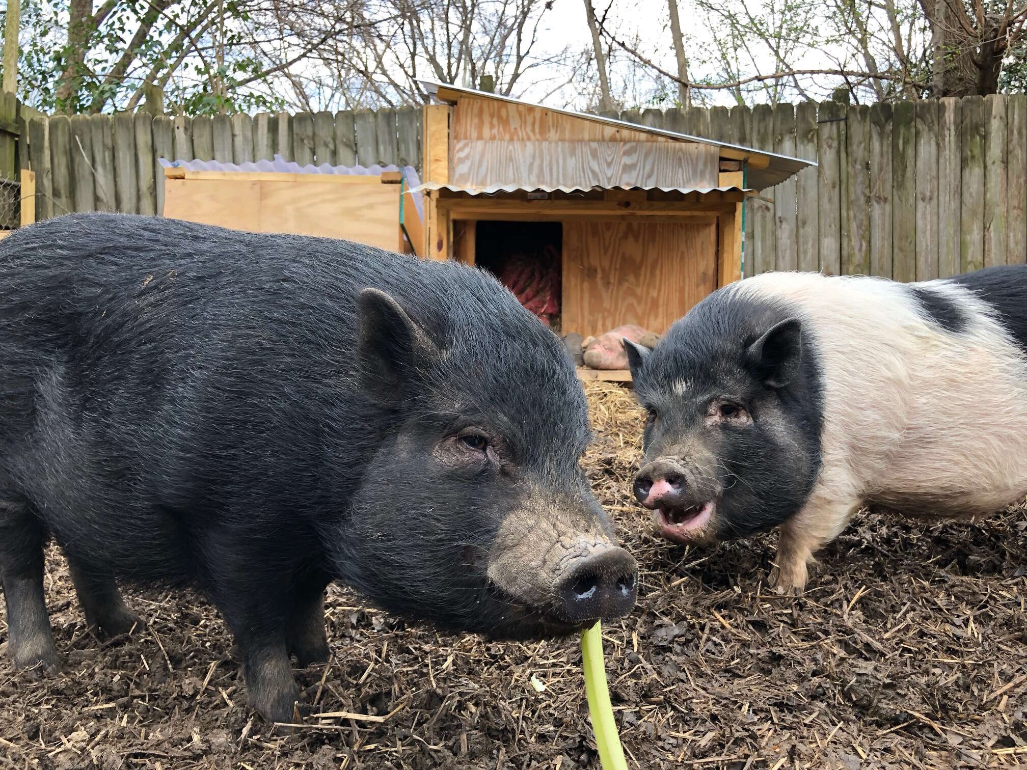 rescue pigs abandoned because they got too big 