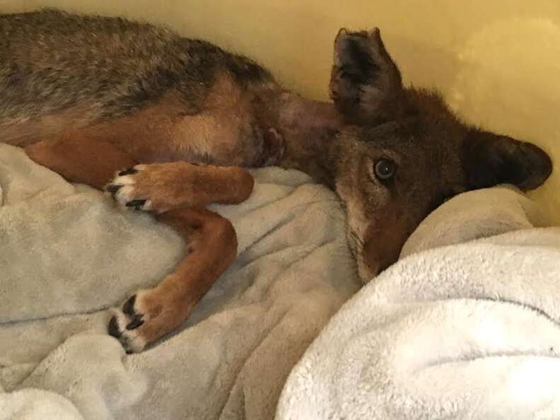 Injured coyote recovering in bed