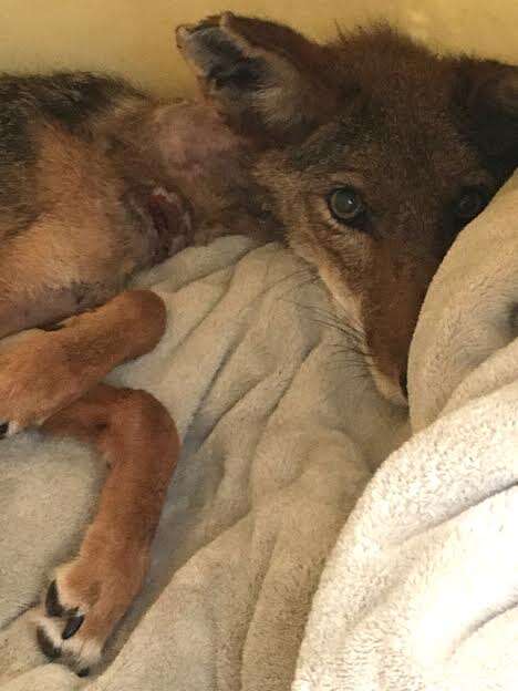 Injured coyote in recovery