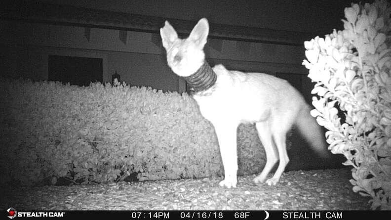 Injured coyote caught on camera trap