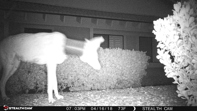 Coyote on camera trap