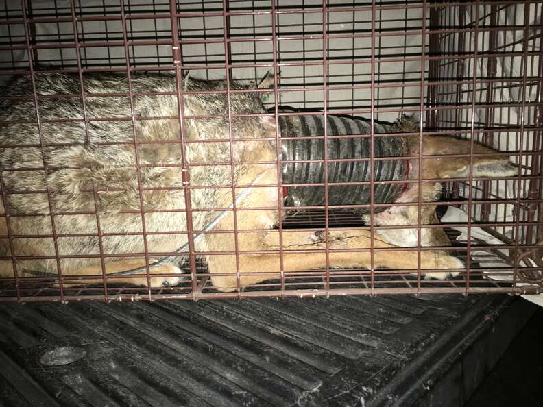 Injured coyote inside trap
