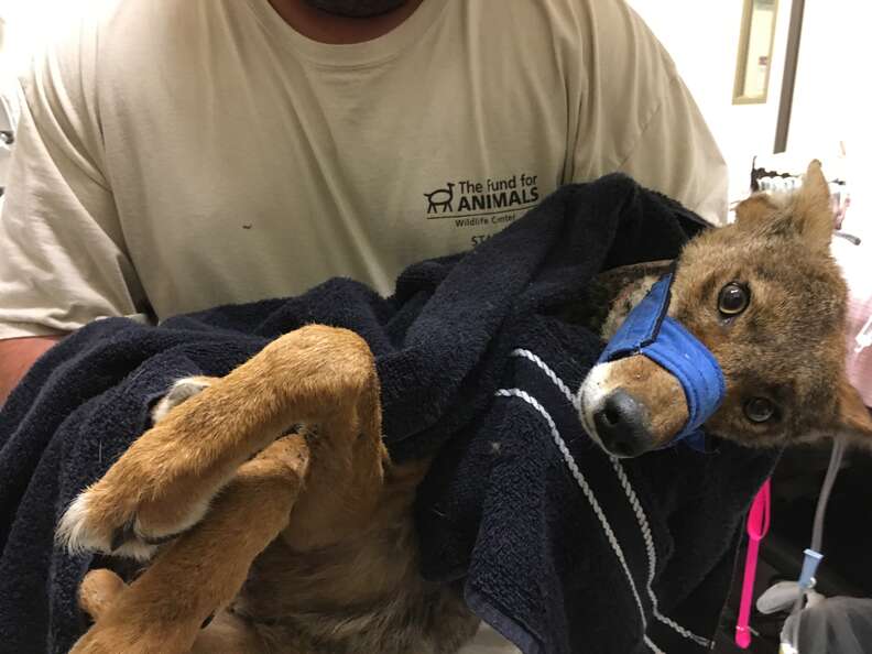 Injured coyote in rescuer's arms
