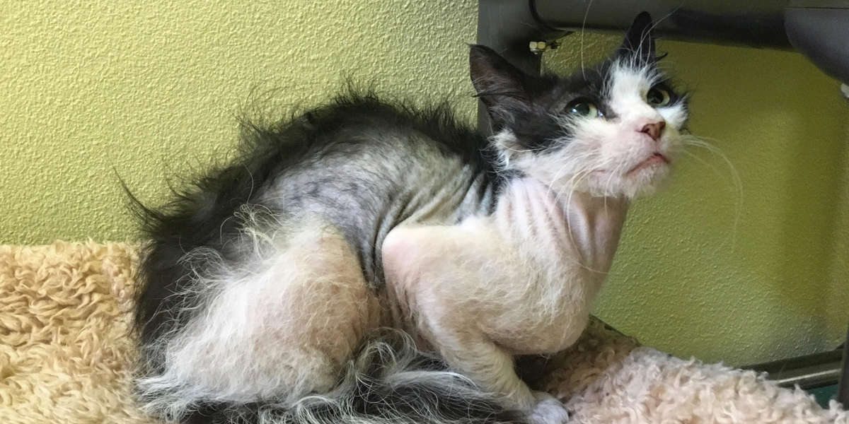 Strange Looking Cat With Wispy Fur Saved From Texas Shelter - The Dodo