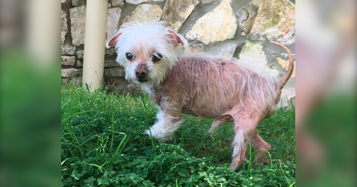 Tiny Bald Dog Found All Alone Has The Best New Family To Love Him - The