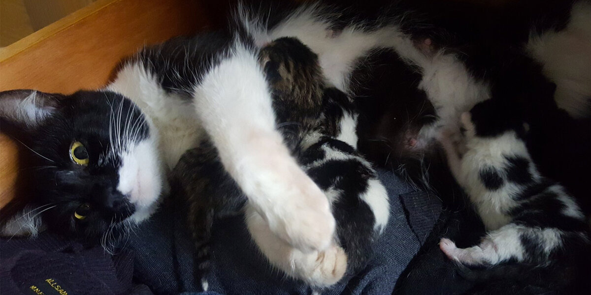Man Discovers That A Random Cat Gave Birth Under His Bed - The Dodo