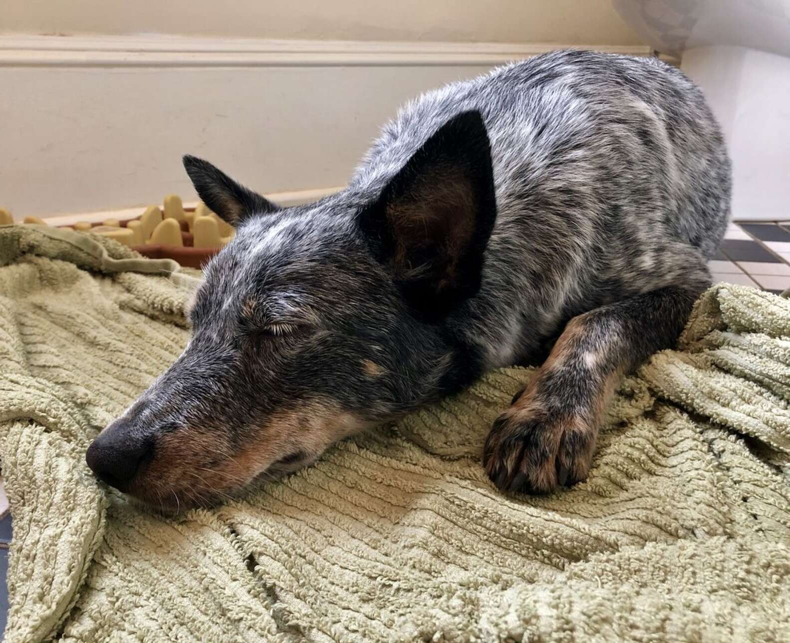 Man Finds Dog Behind Rest Stop Soda Machine And Decides To Save Her ...