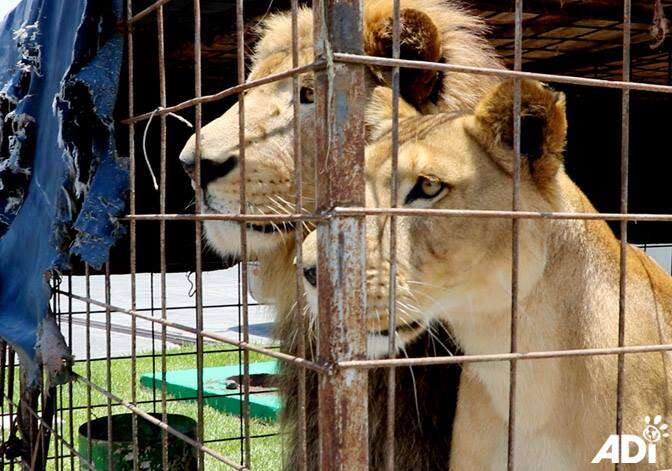 lion circus animal rescue guatemala