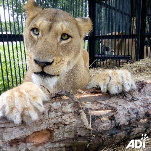 circus lion rescue guatemala