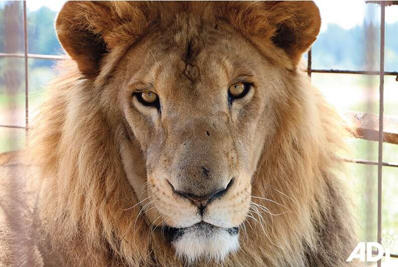 circus lion rescue