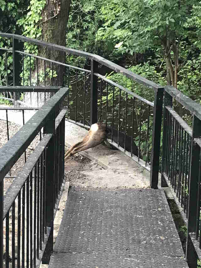 Deer Tries To Squeeze Through Fence And Ends Up Very Stuck - The Dodo