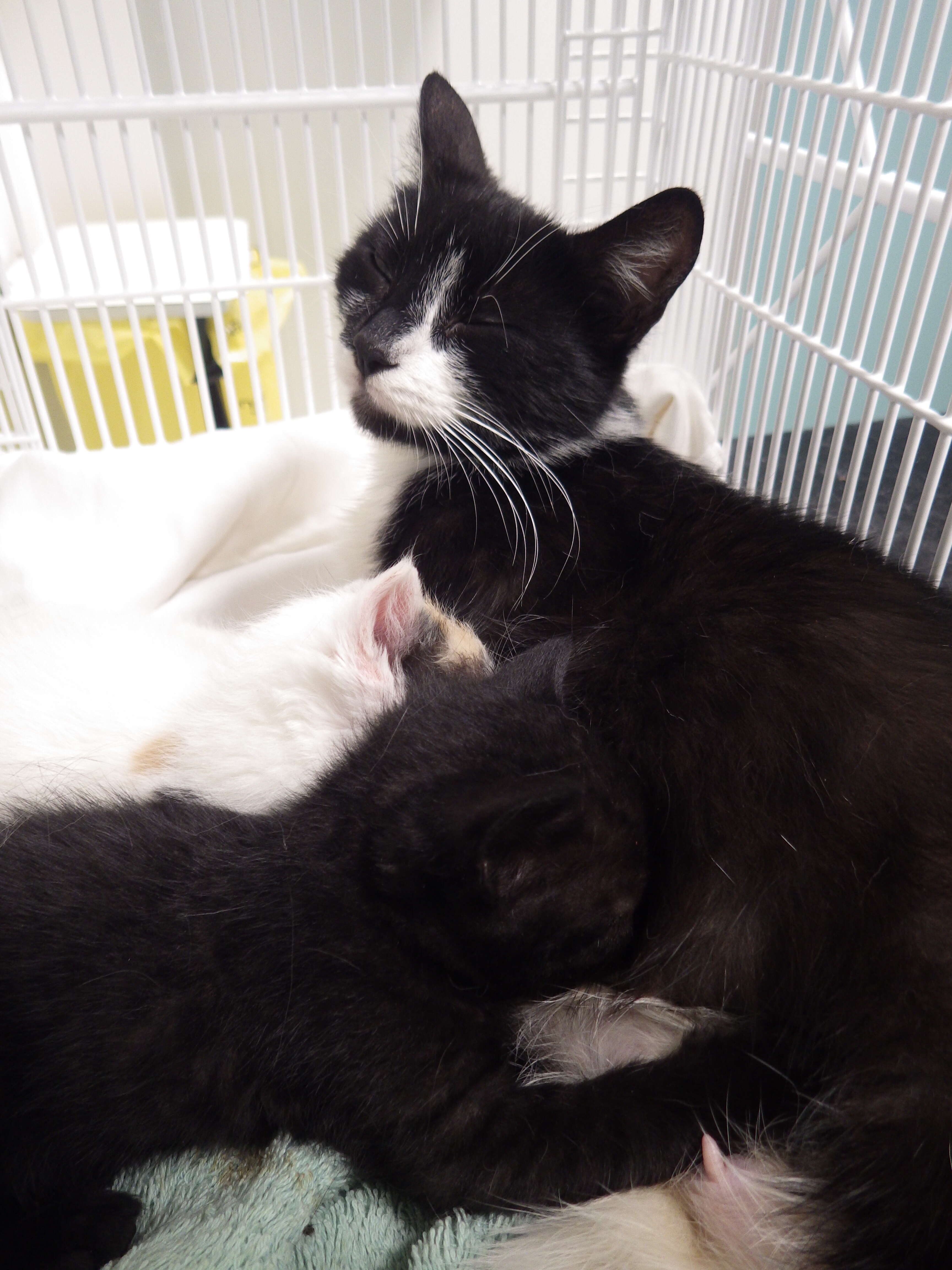 cat and kittens abandoned in garbage bag