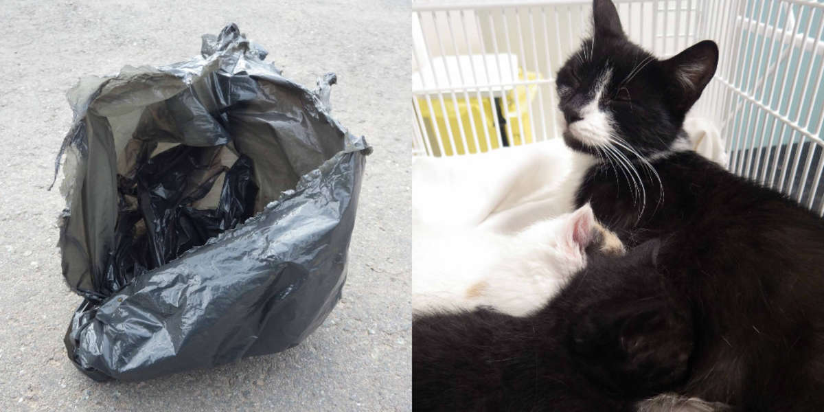 Mother Cat And Three Tiny Kittens Discovered Tied Up In Garbage Bag ...