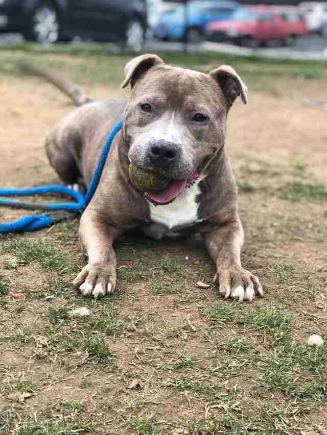 Pit Bull Couldn’t Stop Wagging His Tail After Being Rescued - The Dodo