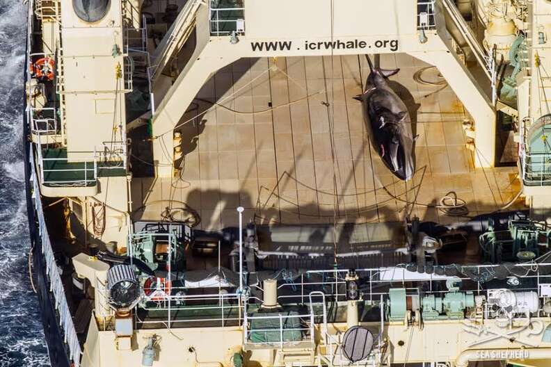 Japanese whaling ship