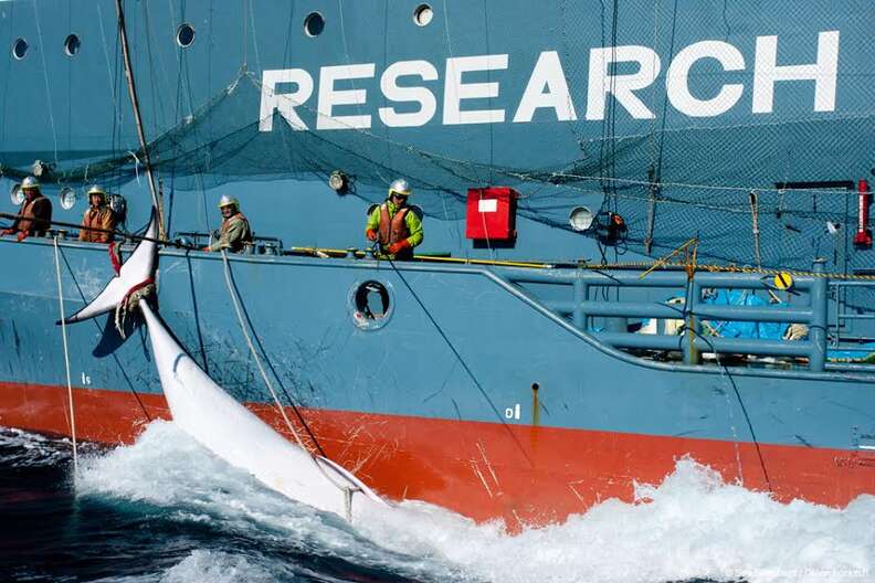 Whale on Japanese whaling ship