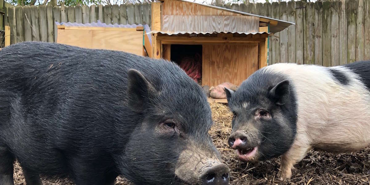 'Teacup Pigs' Abandoned For Getting Too Big Find The Best Home - The Dodo