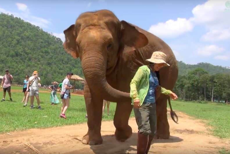 Elephant Brings Rescuer To New Baby So She Can Sing A Lullaby - The Dodo