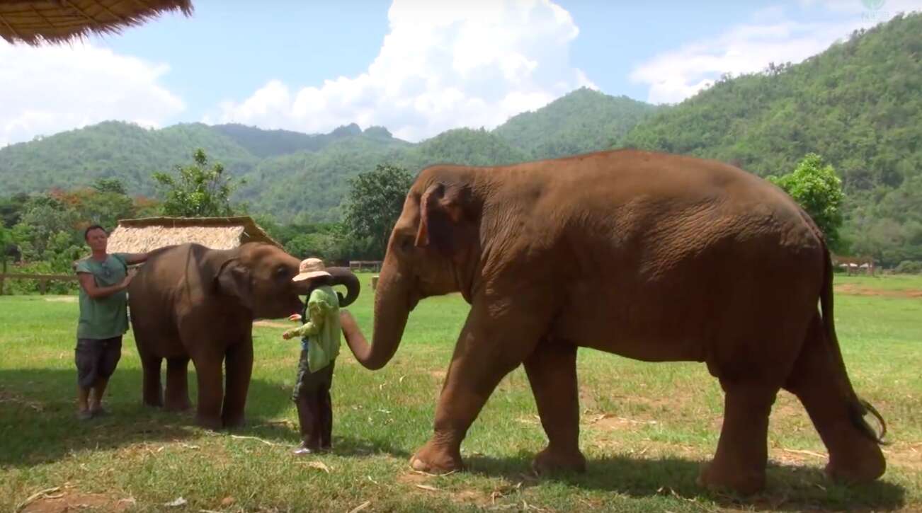 elephant thailand lullaby friend