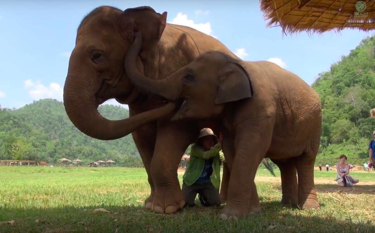 elephant friend lullaby thailand