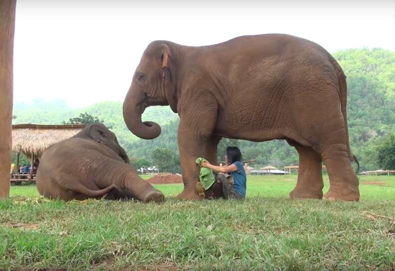 Elephant Brings Rescuer To New Baby So She Can Sing A Lullaby - The Dodo