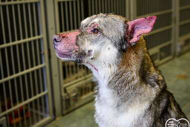 Rambo the dog's hairless ears