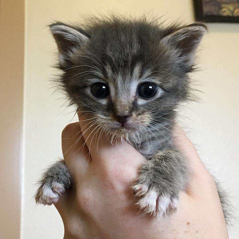 Person holding tiny kitten in her hand
