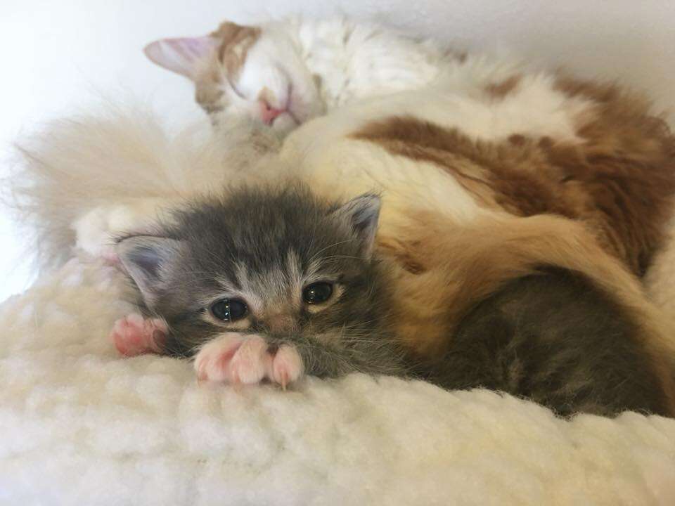 Kitten snuggling with cat