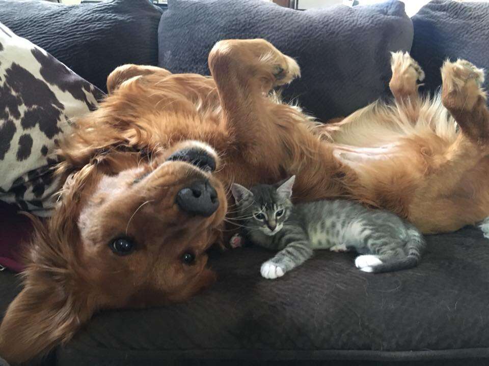 Kitten snuggling against dog