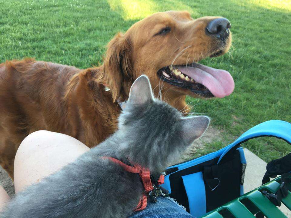 Dog smiling with kitten on person's lap