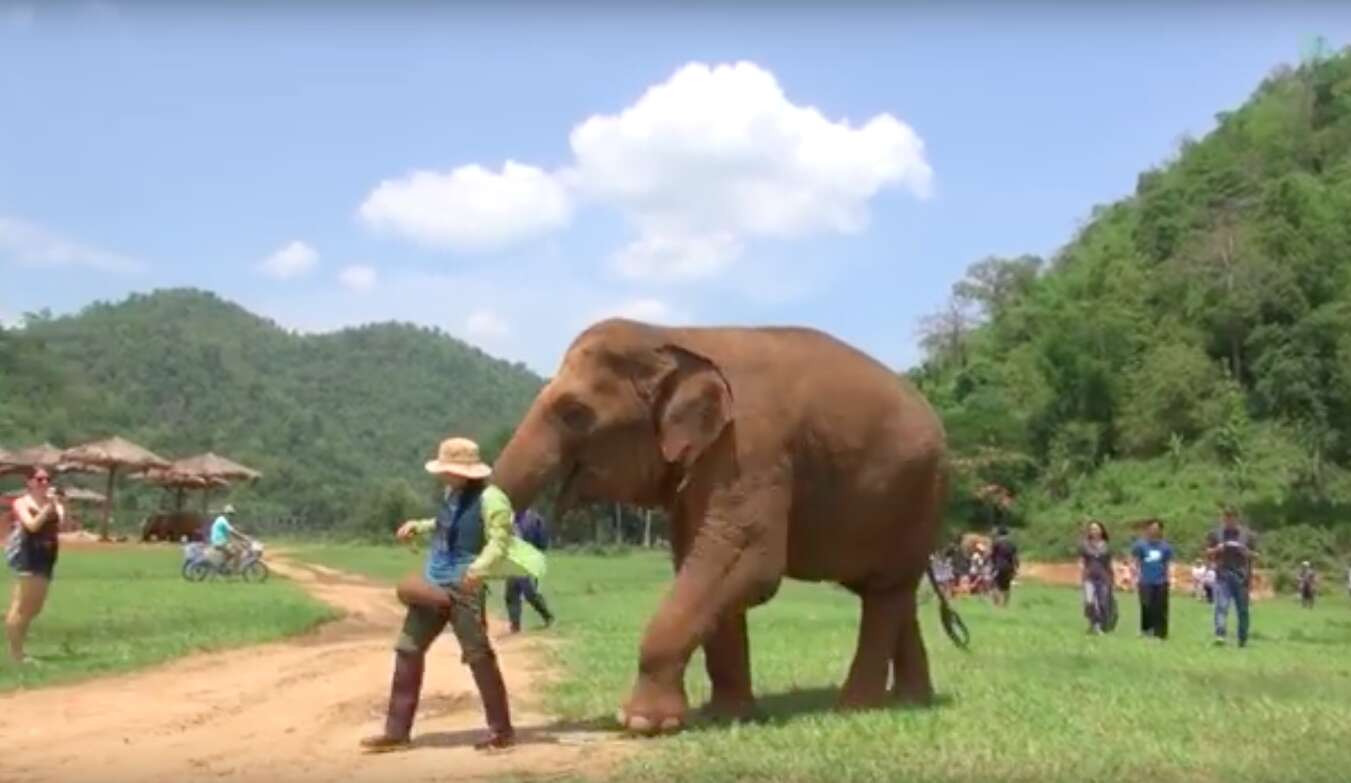 elephant thailand lullaby friend