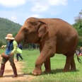 elephant lullaby friend thailand